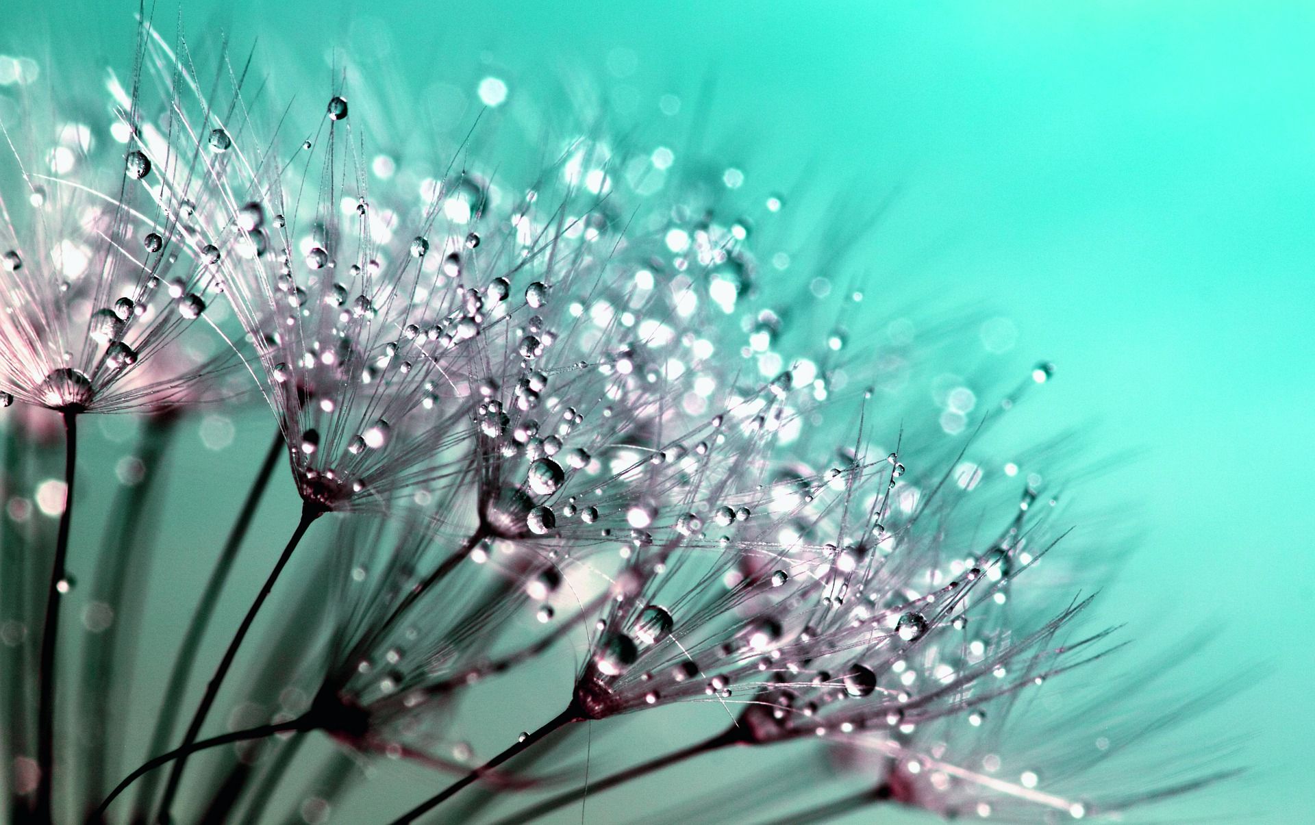 dandelion.jpg